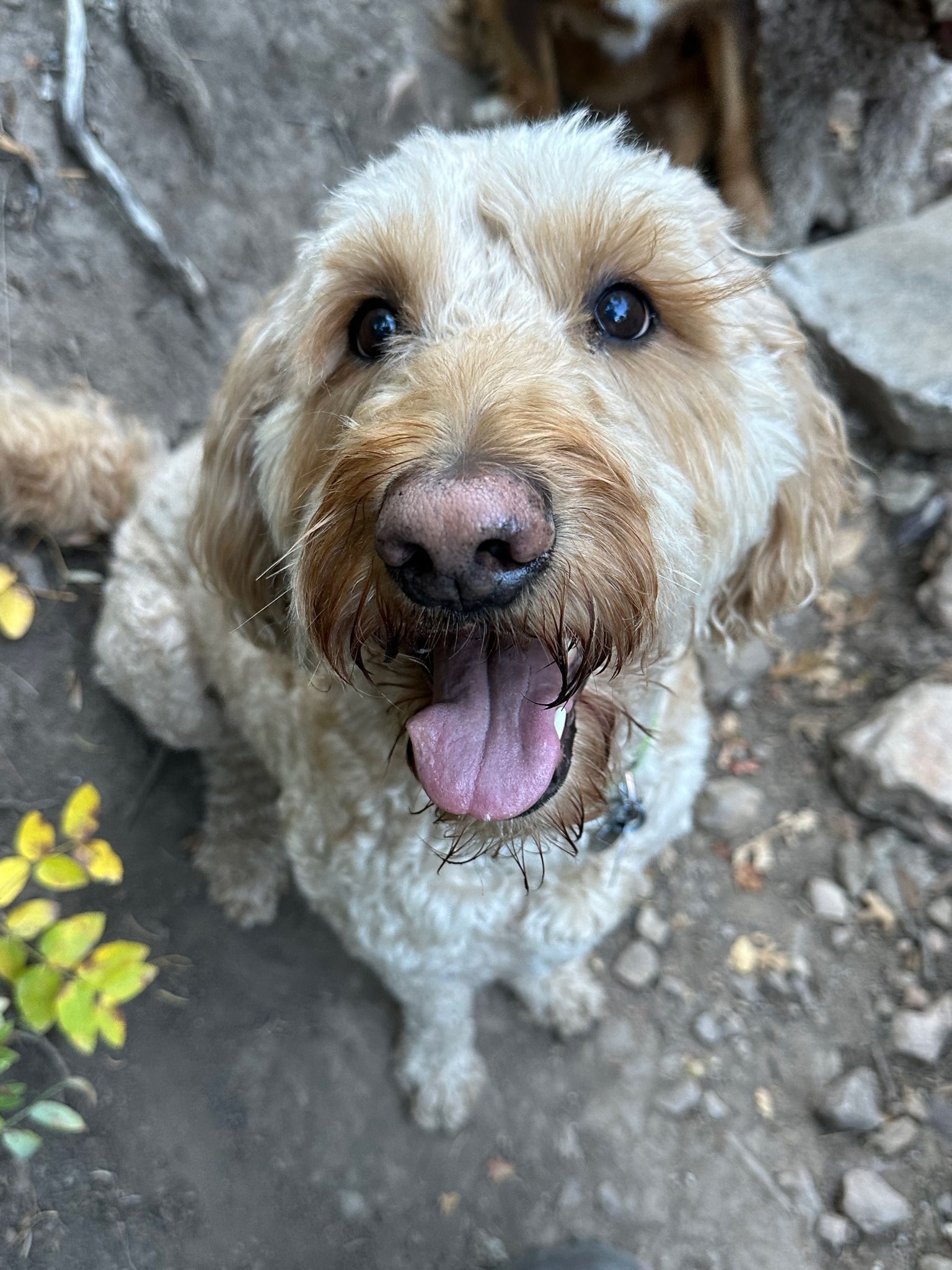 piper